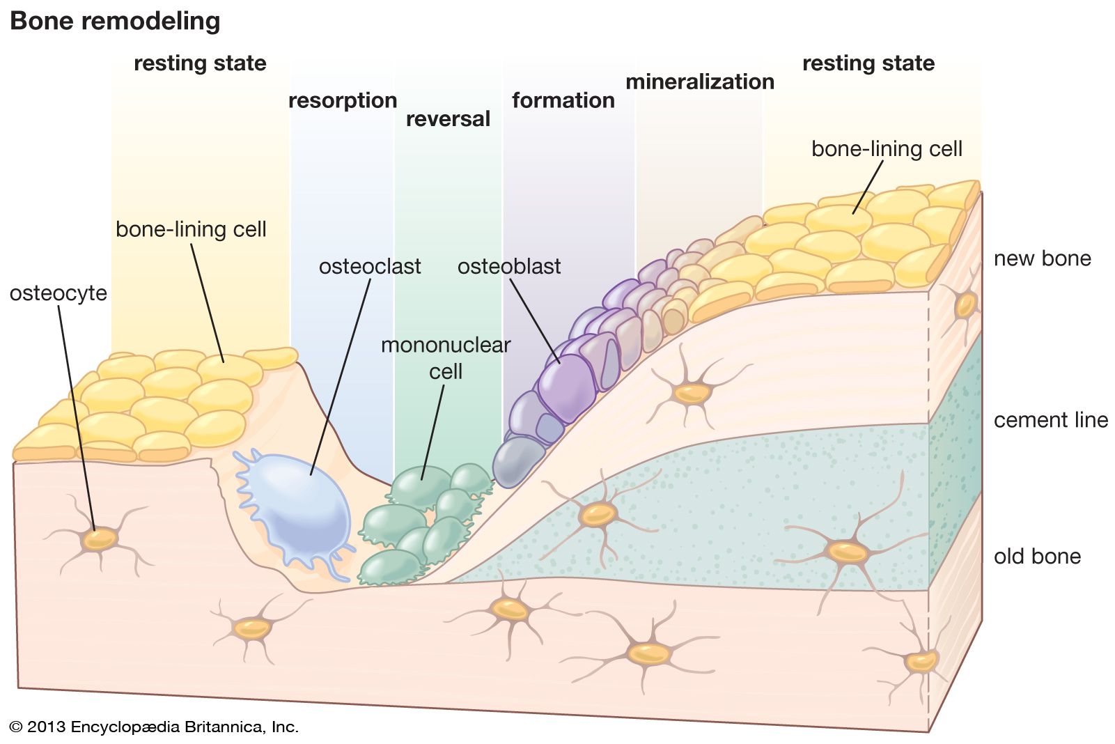 Bone remodeling | bone growth, bone resorption, bone formation | Britannica