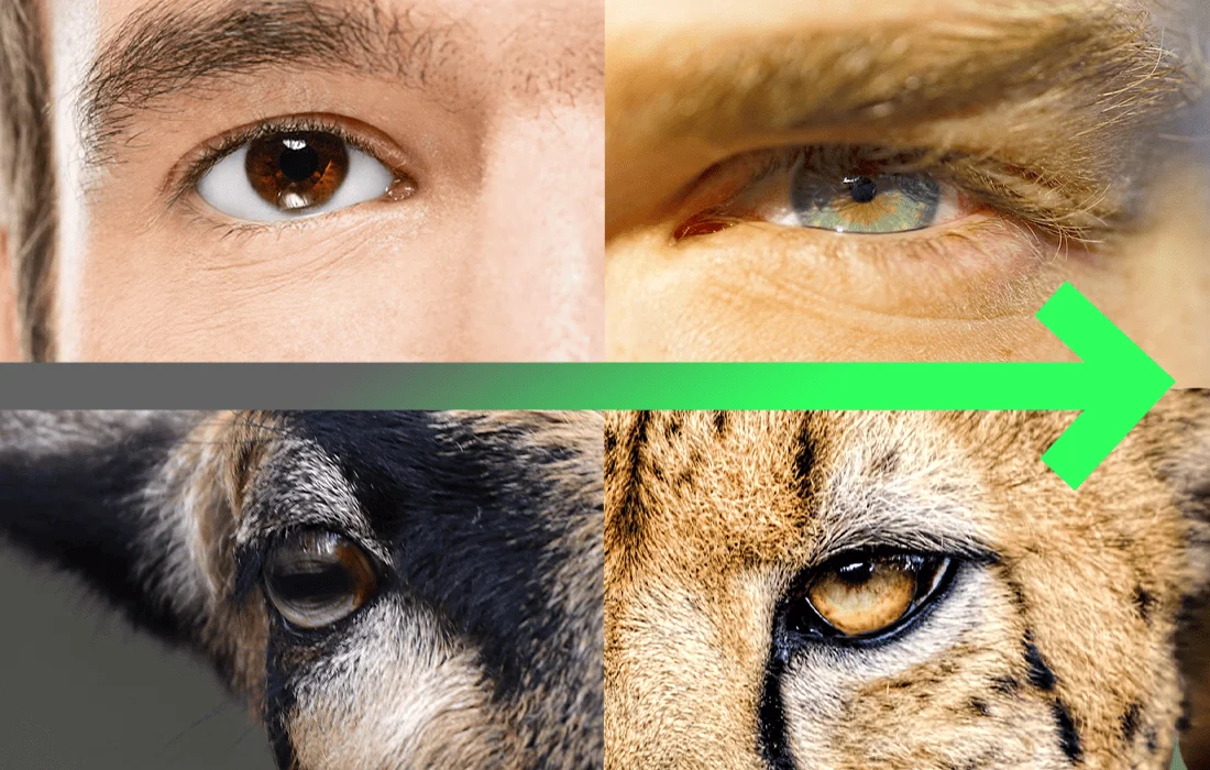 hunter-eyes-vs-prey-eyes.webp