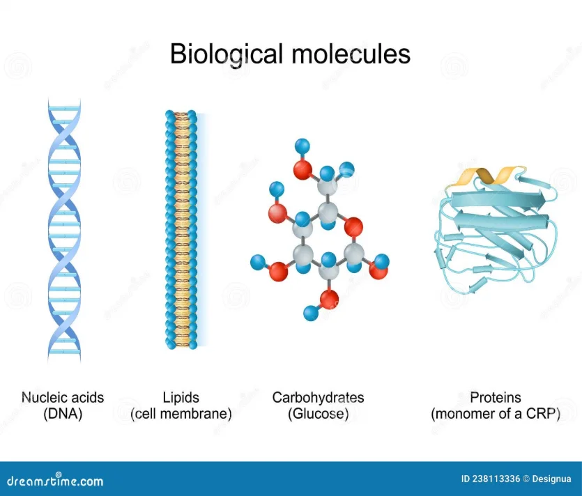 What Are The 4 Main Macromolecules And Their Functions at James Northern blog